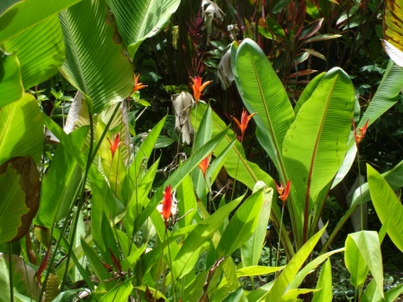 Hilo Hawaii botanical gardens